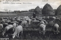 Moutons au paturage - plaine de Robinson